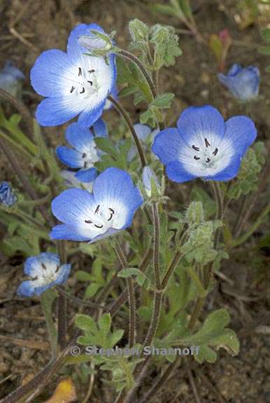 nemophila menziesii var menziesii 1 graphic